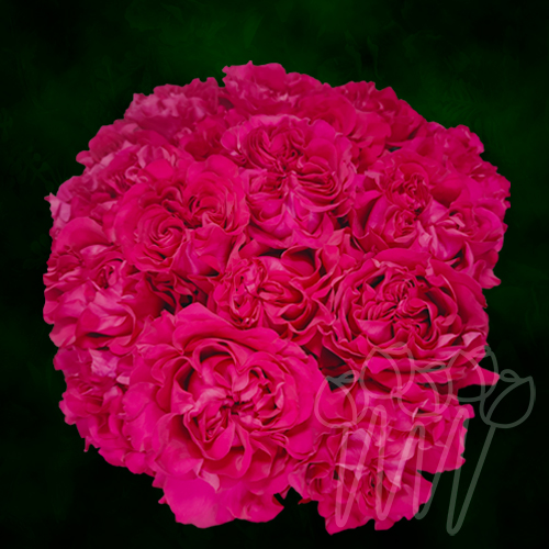 Mayra Rose Hot Pink La Rosaleda